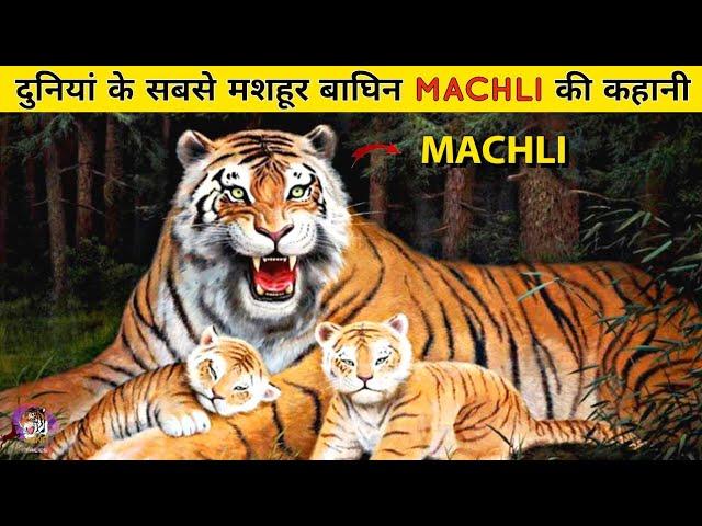 बेटी के लिए छोड़ा Ranthambore का राज | World's Most Famous Tigeress Machli left Throne for Daughter