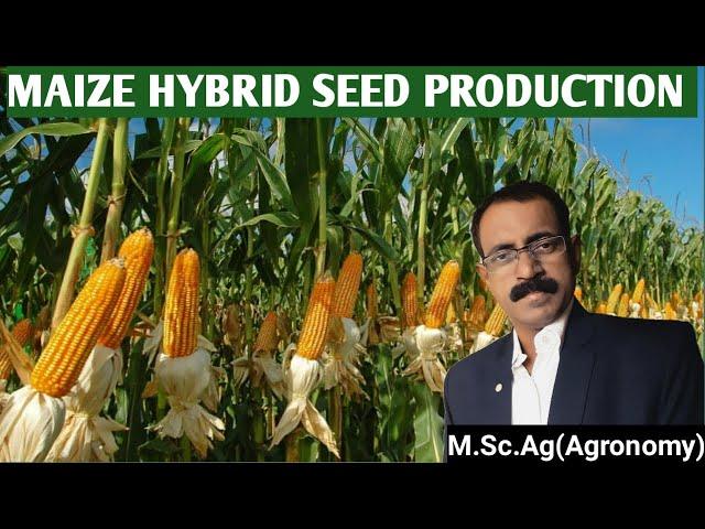 MAIZE HYBRID SEED PRODUCTION