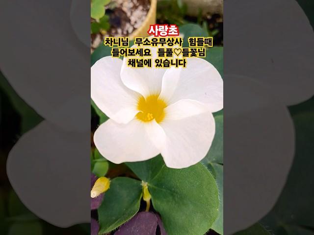 #무소유유상사 #차니 #들풀들꽃  저에게 힘을 주셔서 진심으로 감사드립니다  🩷🩷