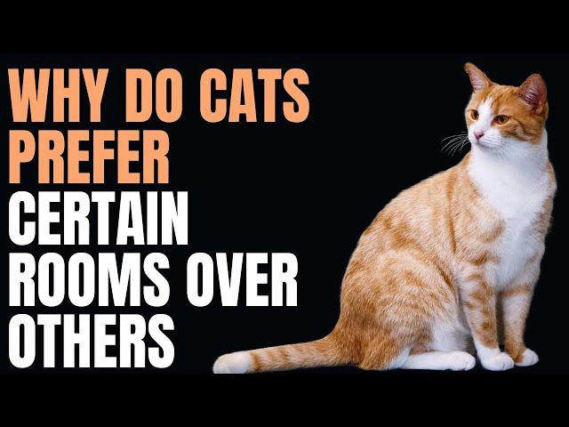 WHY DO CATS PREFER CERTAIN ROOMS OVER OTHERS 