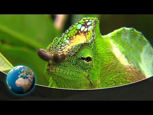 Bizarre animal appearances | Full Documentary