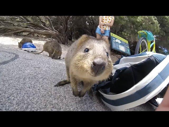 Adorable Quokka Wants A Cuddle