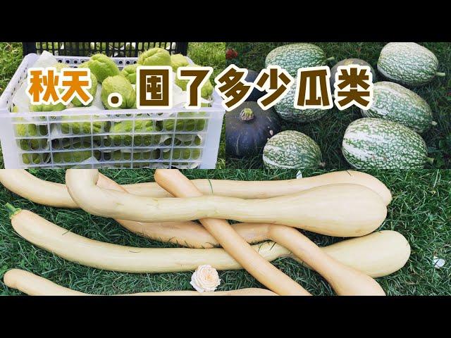 你囤了多少的瓜果蔬菜过冬？Harvest vegetable for winter