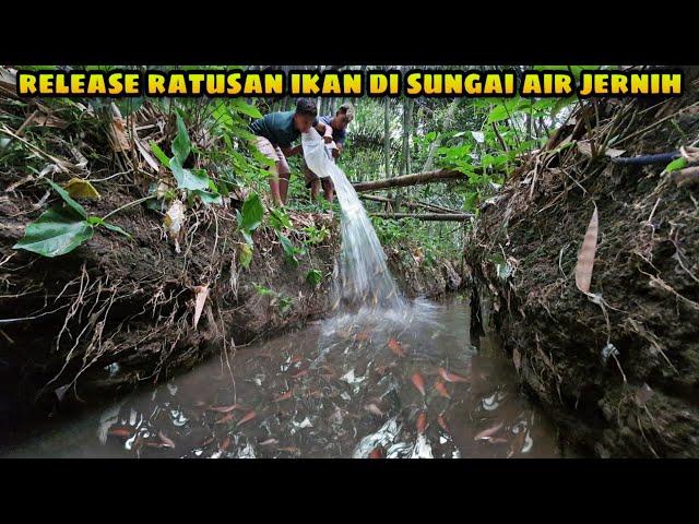 Melepaskan Ratusan Ikan di Sungai Tengah Hutan | Releasing Fish in a River