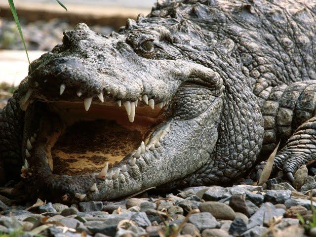 Crocodile - My animal friends - Animal documentaries -Kids educational Videos