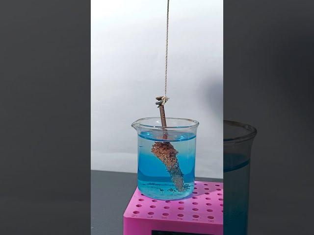 Copper Sulphate and Iron #shorts #ShortsExperiment #H4Hacker
