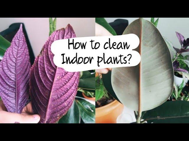 How to properly clean Indoor Plants| Biosphereflora.