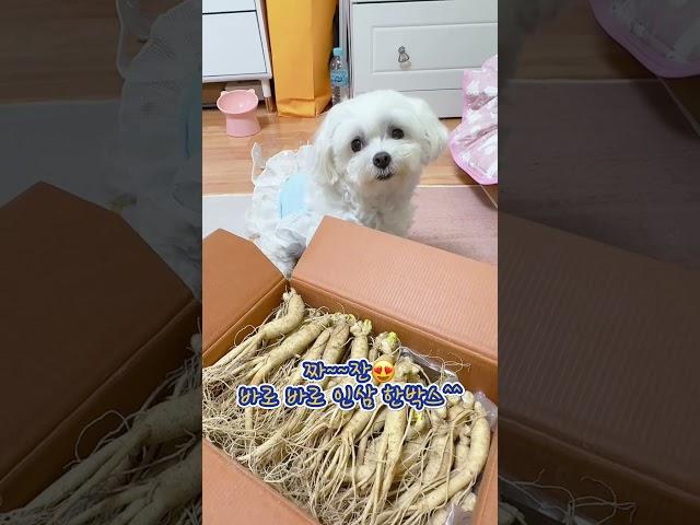 쏴삼촌이 보내주신 선물~ 인삼한박스 #dog #pets #인삼 #인삼먹는달콩이 #몸보신 #주제곡 #선물 #shorts