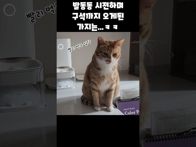 식탁에서 미끄덩한 고양이