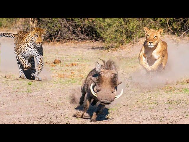 Warthog Adventure! The Sly Warthog Fights Alone And Knock Down Africa's Deadliest Predators