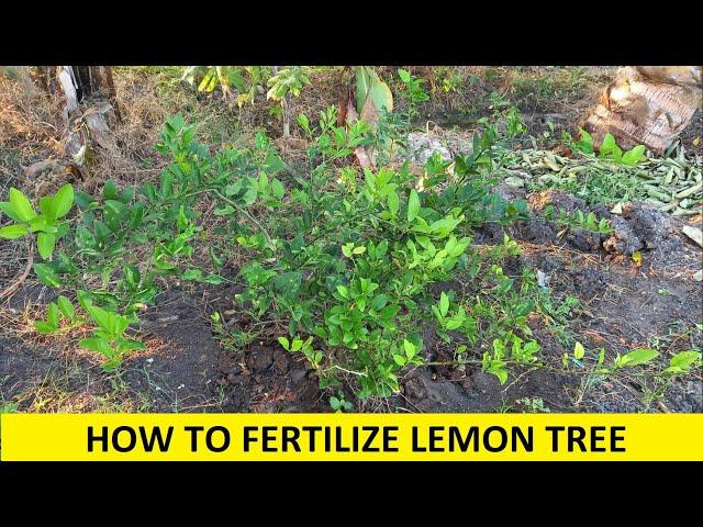 How to Fertilize Lemon Tree / Organic Fertilizer of Lemon tree / Lemon Farming / Citrus Farming