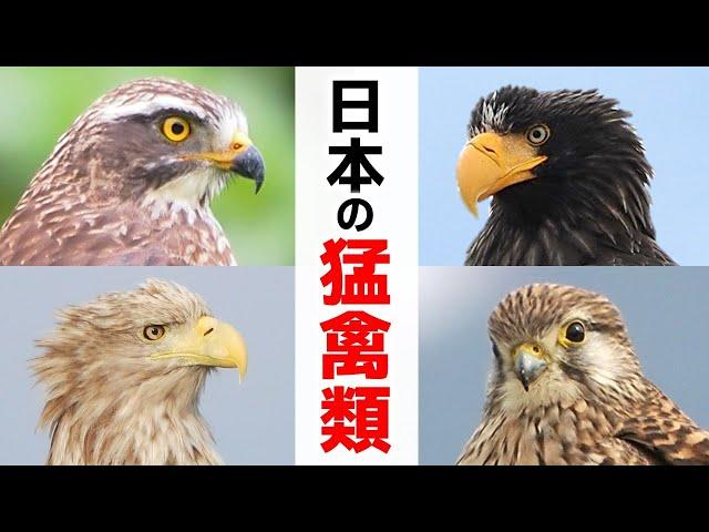 【解説】日本の猛禽類16種（タカ目・ハヤブサ目・フクロウ目）