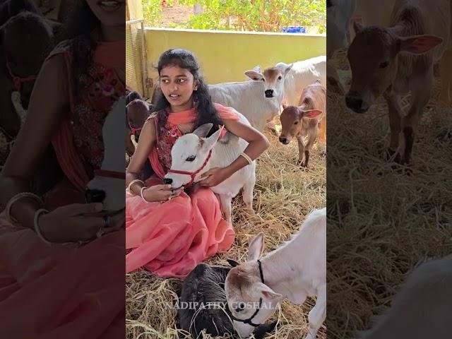 Adorable cows shortest cows breed below 2 feet height #youtube #viral #reels #miniature #trend