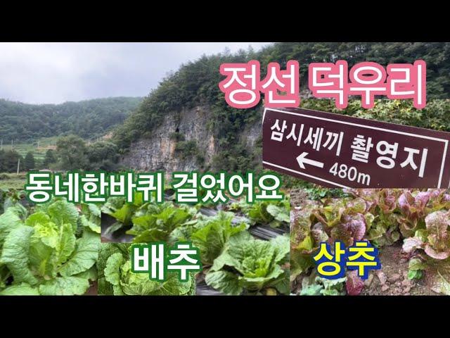 정선 덕우리 동네한바퀴 돌면서 배추. 상추. 구경했습니다. 맛있는 배추 상추. ……