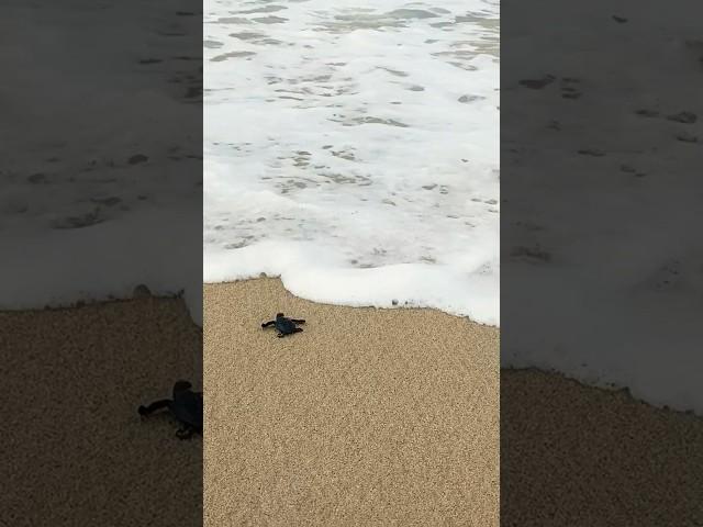 Get Going You Little Buggers ️ #mexico #beach #life