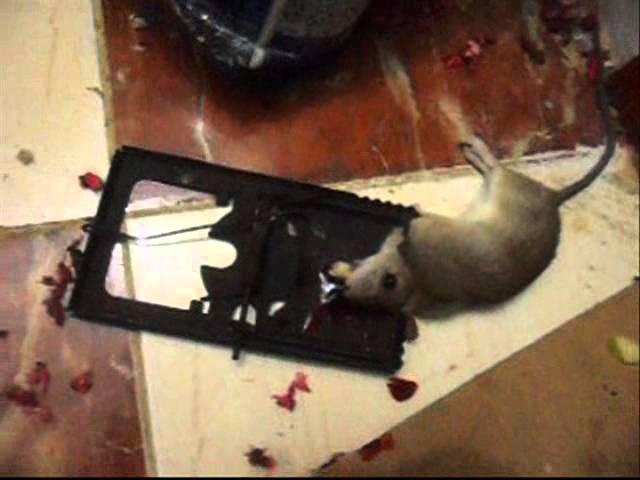 The Best Rat Trapping Technique