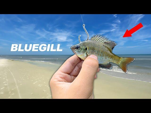 Will SALTWATER Fish eat a FRESHWATER Fish?? (Fishing Experiment)