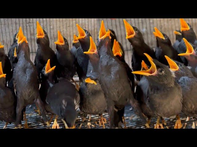 **Myna Bird Feeding in the Nest Box | Real Myna Bird Sounds**