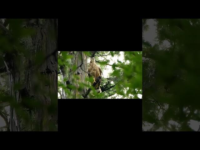 遊びざかりのオオタカ幼鳥　#鳥　#鳥動画　#バードウォッチング　#ショート　#珍鳥　#探鳥　#探鳥地