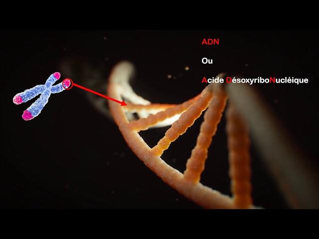 3ème - Des caractères à l'ADN