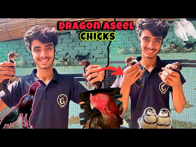 Dragon aseel chicks|Aseel chuzy buy krliye|exotic finch setup|urdu/hindi