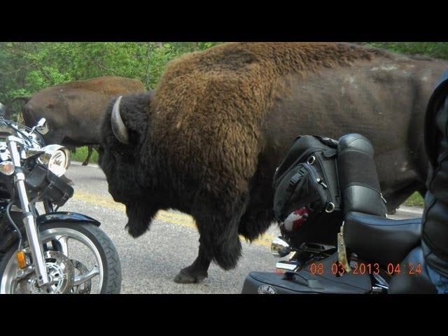 Bison Stampede at Custer State Park