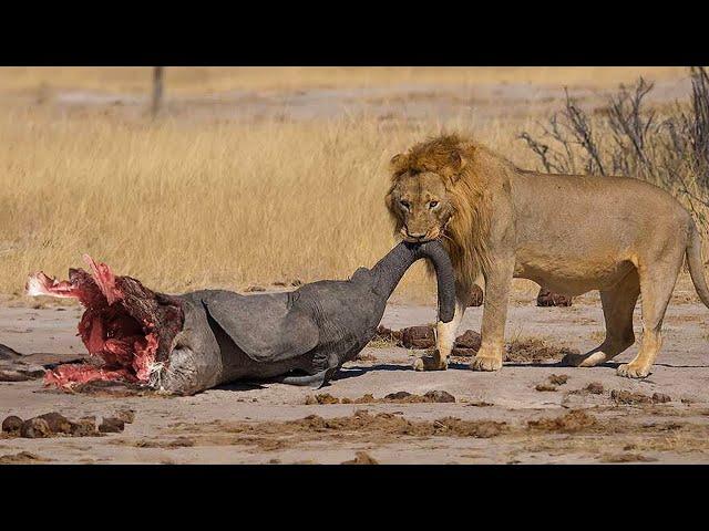 Tragic Moments! Hunger Can Make Animals Turn Into Devils