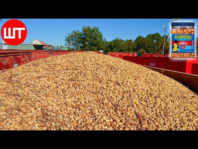 How Peanuts are Made | Peanuts Harvesting & Processing | Food Factory