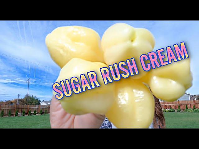 PEPPER PRINCESS | SUGAR RUSH CREAM PEPPER REVIEW