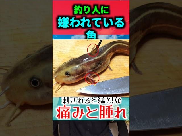 【3選】釣り人に嫌われ魚ている魚3選【粗末に扱わないでね】