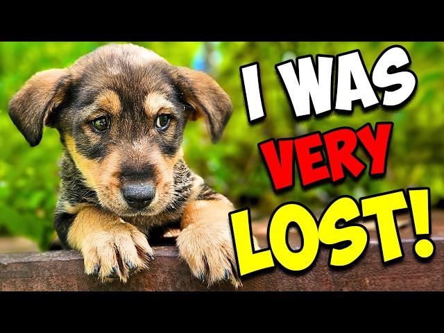 We Rescued a Puppy in the Woods