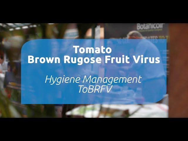 Hygiene management for ToBRFV – a presentation from Jasper Verhoeven (Royal Brinkman)