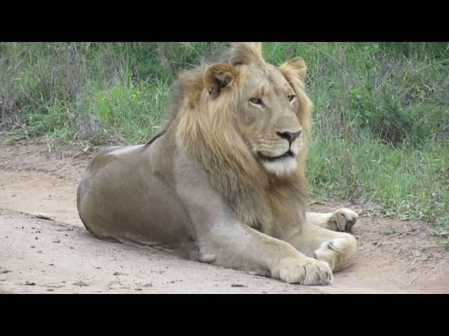 Big 5 - Young Male Lion