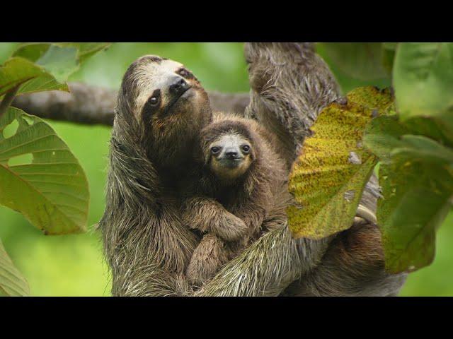 Sloths Are Slow For A Reason | 4K | Panama   | Wild Travel | Robert E Fuller