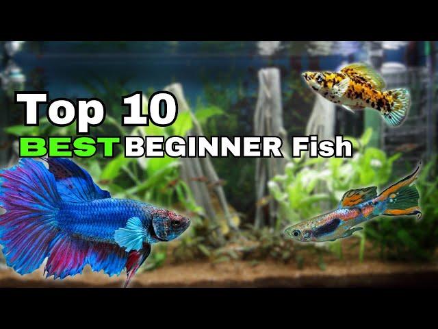 Top 10 BEST Beginner Fish- Best STARTING Fish!