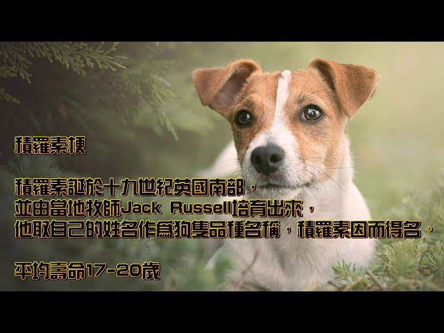 熱門飼養犬隻小知識-積羅素篇