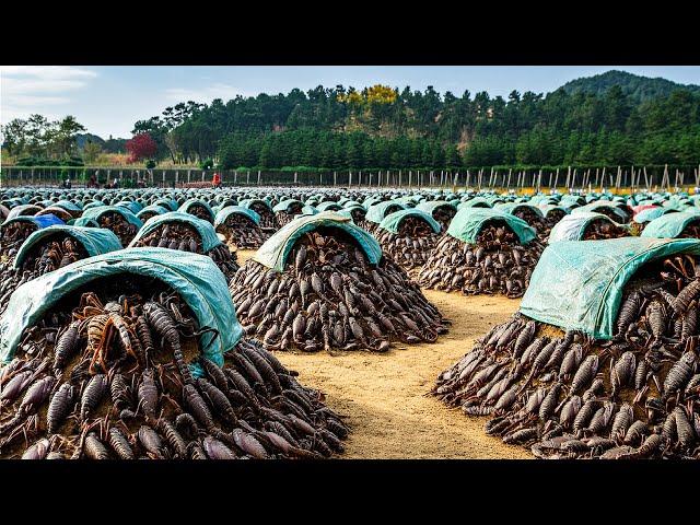 Amazing Scorpion Farming in China For Venom and Food - Scorpion Harvesting and Processing