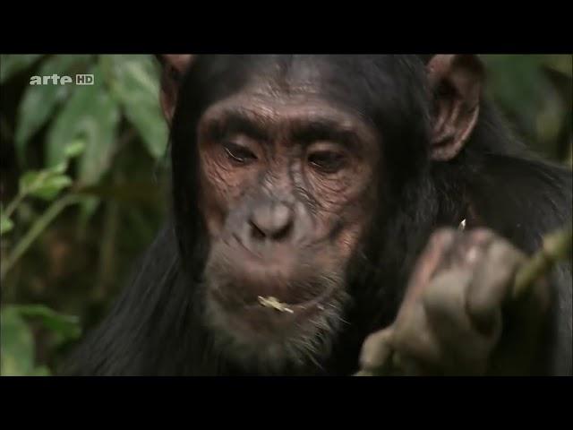 Das Geheimnis der Affen Dokumentation//HD Deutsch Doku//2017//NEU//