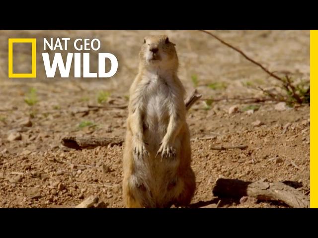 The Prairie Dog Life | Destination WILD