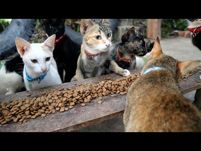 My Cats And Kitten Eating food At the Morning, The Gohan Dog And Cats