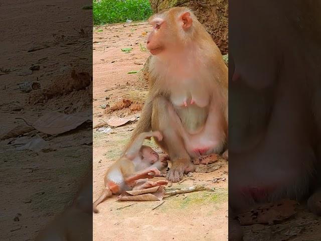 Luno: Growing Up Different 1  #cuteanimal #animals #cutemonkey #cute