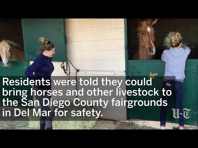 Horses Evacuated At Fairgrounds | San Diego Union-Tribune