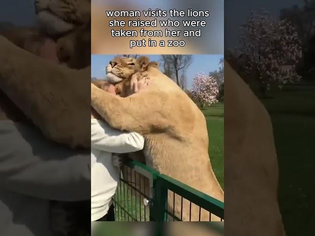 Lions Reunited With Owners After Many Years