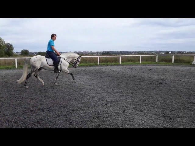 Lusitano horse for SALE in Saint-Petersburg, Russia