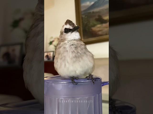 A Very Handsome Bird