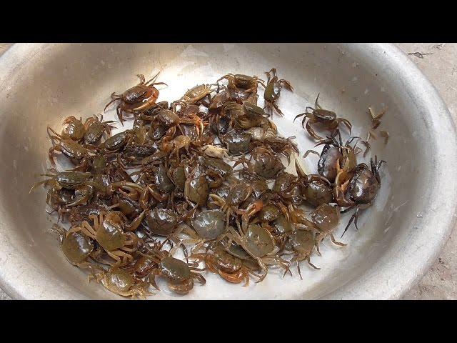 Vietnam street food - Cooking 100 Crabs for 4 People Family Dinner Meal in Vietnam