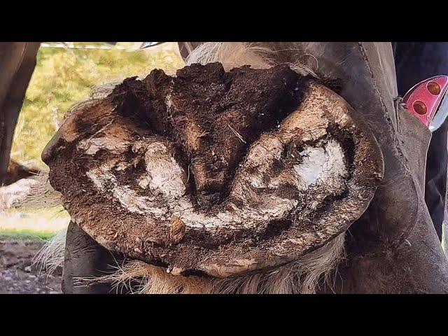 This Horse is Massive!!! Massive Hoof Restoration - Trimming the Bigest Hooves I've Seen