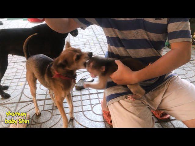 Monkey Baby Shin attacks (teases) with Dog | Cute animal videos