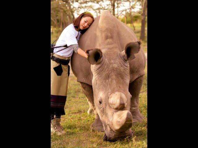 The Last Northern White Rhino In The World