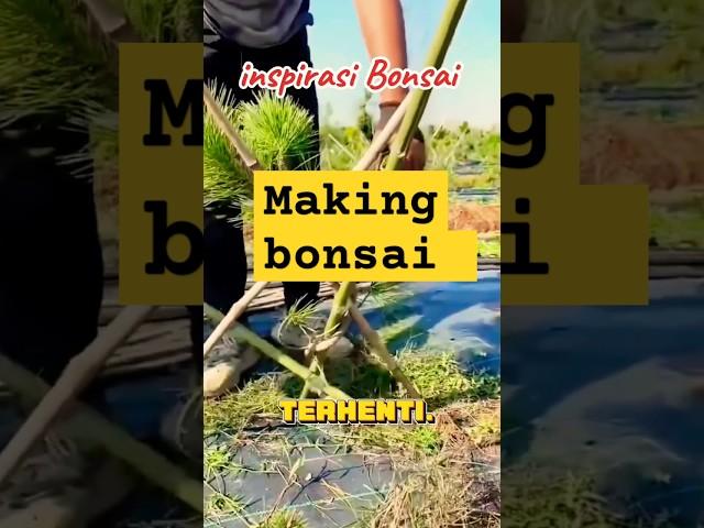Making bonsai #bonsai #kereaktipchannel #shorts #shortvideo #inspiration